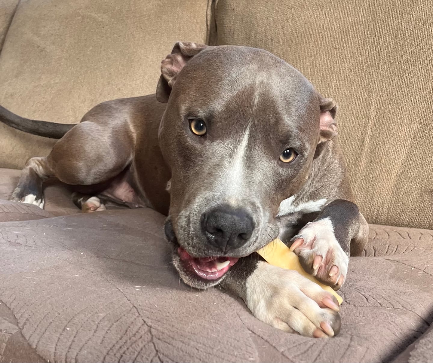 Customer photo review of Blueberry Himalayan Yak Chew (MEDIUM)