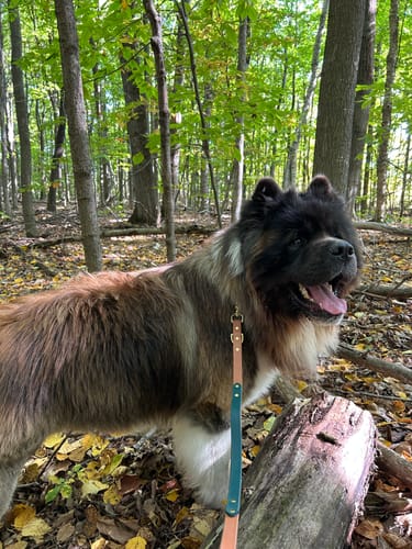 Customer photo review of Biothane Traffic Handle Dog Leash