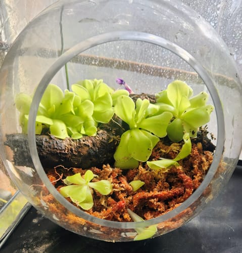Customer photo of Premium Sphagnum Moss from Allan H.