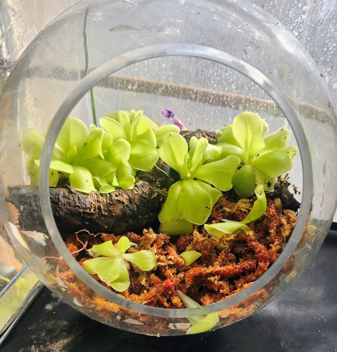 Customer photo review of Premium Sphagnum Moss