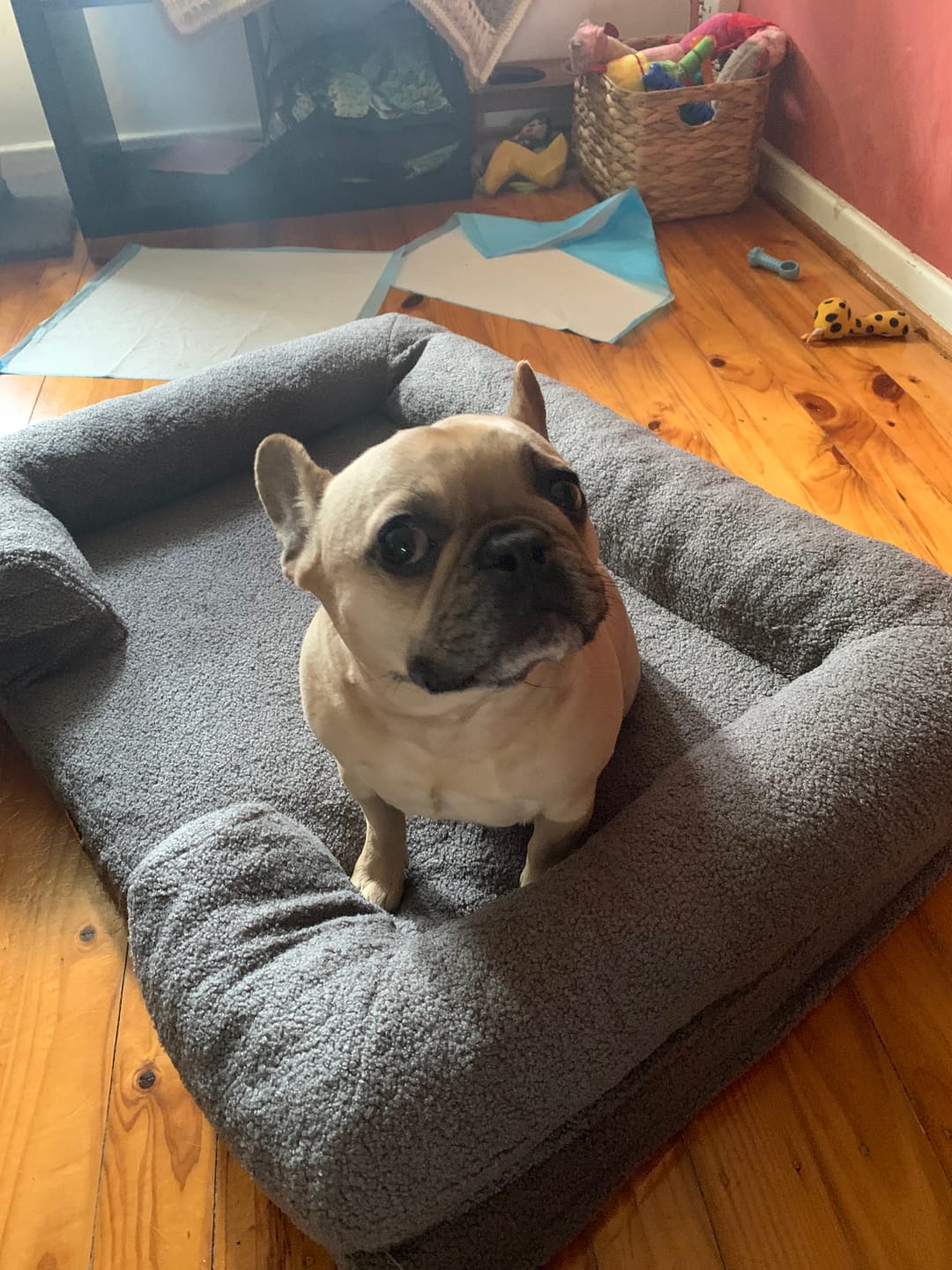 Customer photo review of Pet Boucle Bed for Dog & Cat