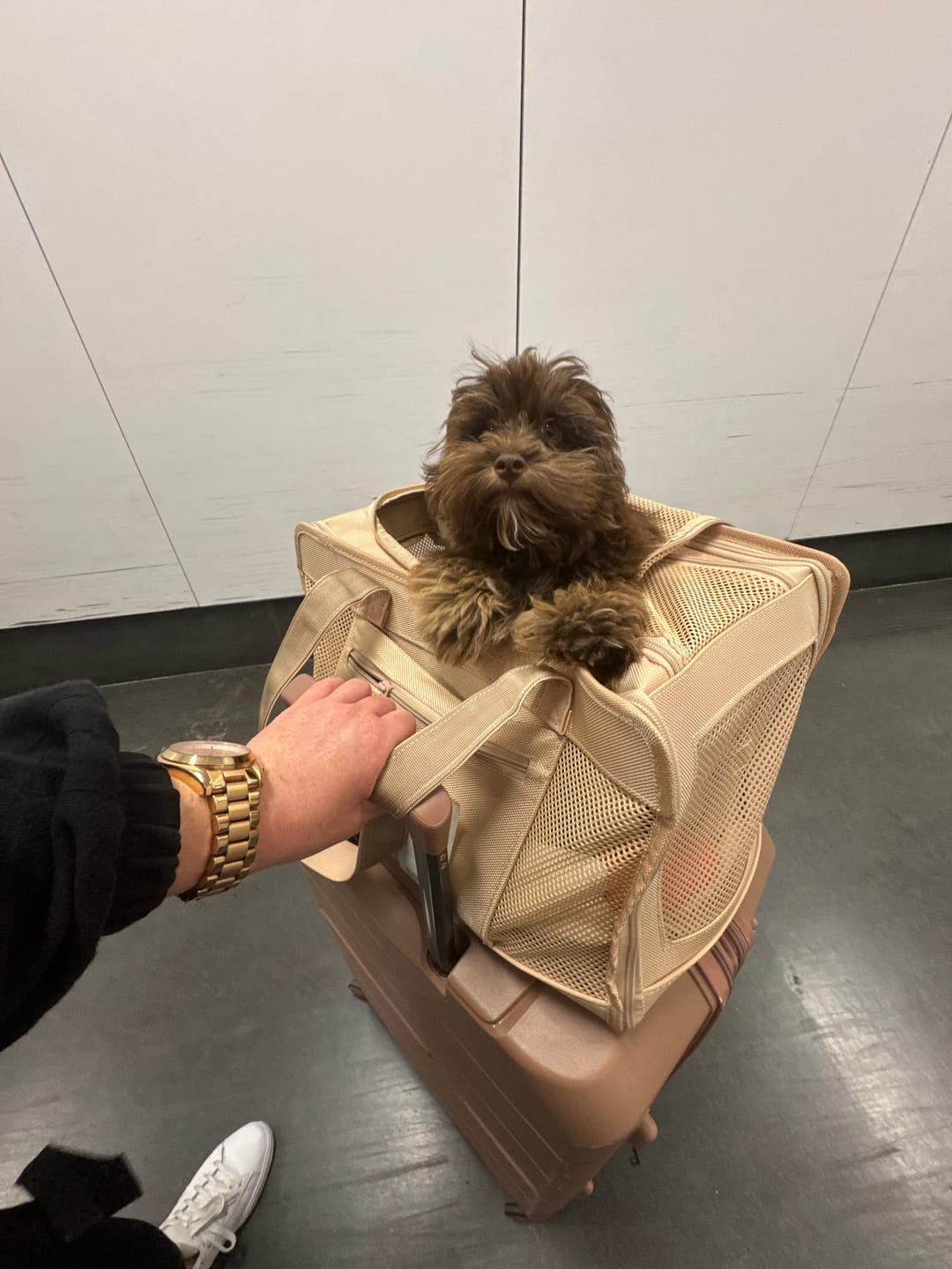 Customer photo review of Beige Pet Travel Carrier