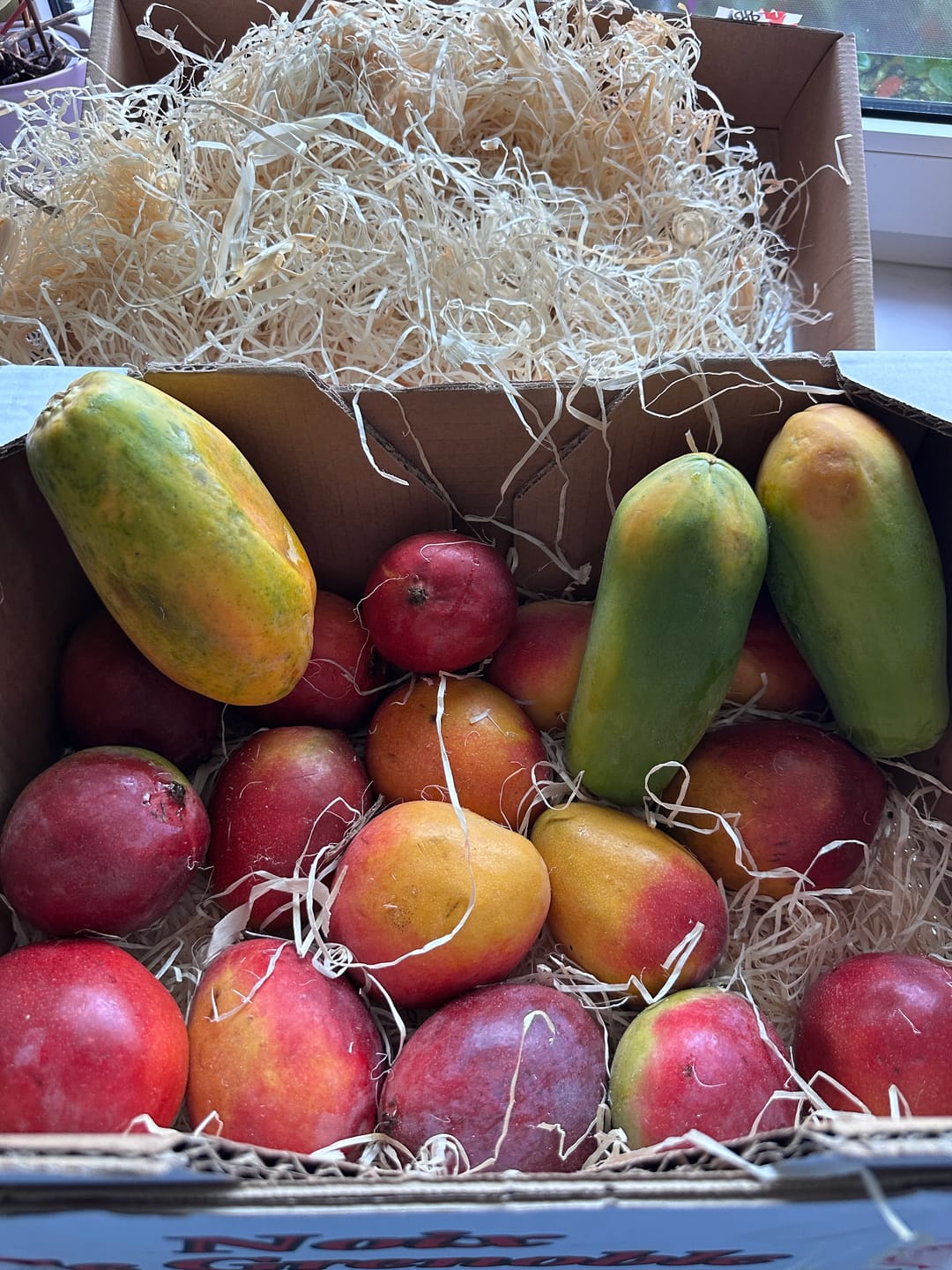 Customer photo review of Mango Sensacion Sonderaktion %