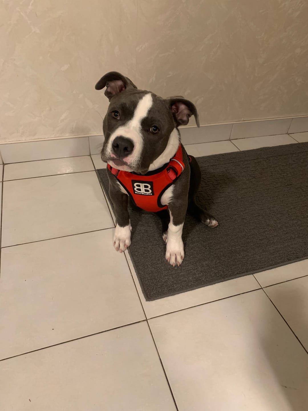 Customer photo review of Comfort Premium Harness | Non Restrictive - Red