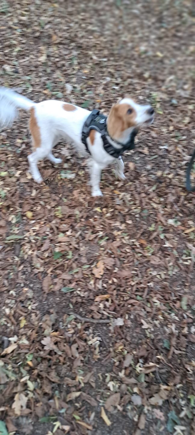 Customer photo review of Trail & Glow® Dog Harness Bundle Set - Forest Tweed