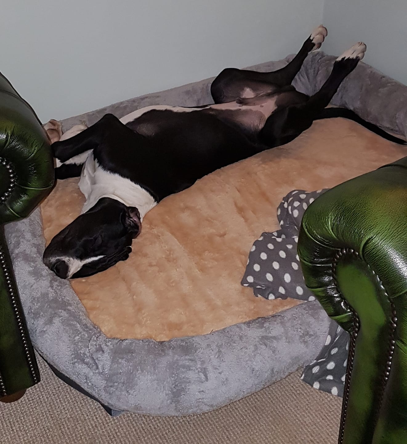 Customer photo review of 3XL Jumbo Orthopedic Dog Bed – Ultimate Comfort Foam Mat with Bolster & Removable Cover for Large Breeds