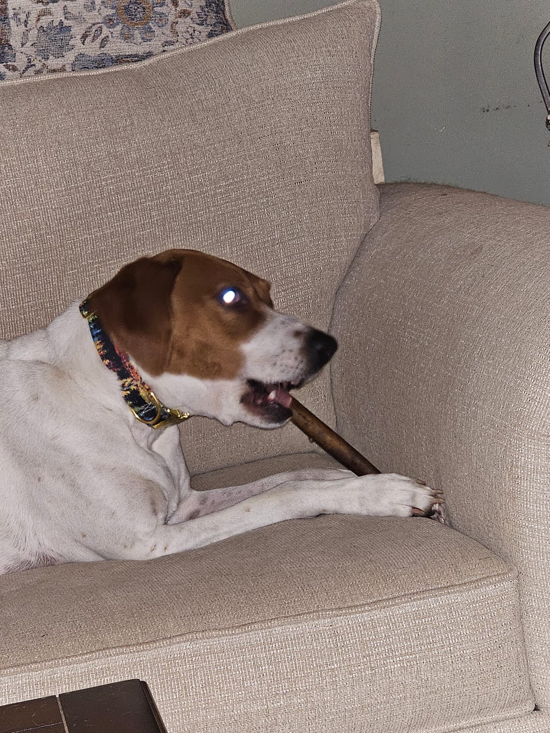 Customer photo review of 12 Inch Jumbo Bully Stick