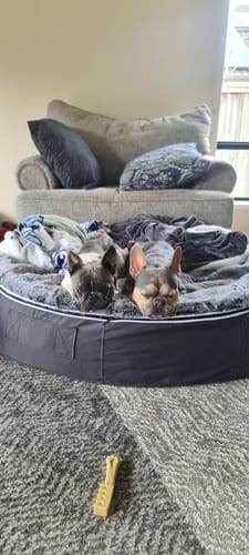 Rachel G. review of Large Premium Dog Bed Cover image 1 out of 5