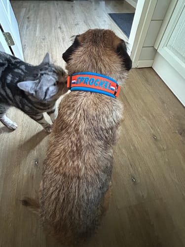 Customer photo review of Neoprene Dog Collar with Name - M | 4Kyon