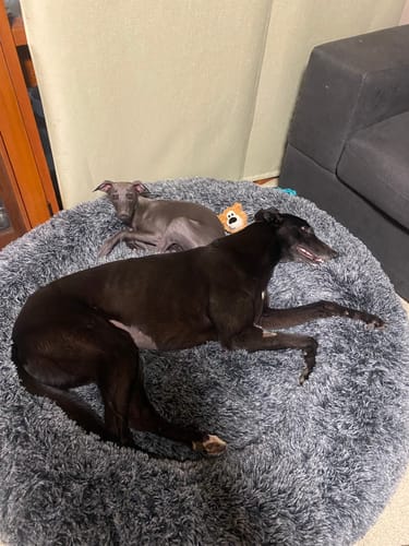 Customer photo review of Premium Calming Pet Bed with Removable Cover