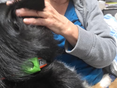Reseña cliente FurLife