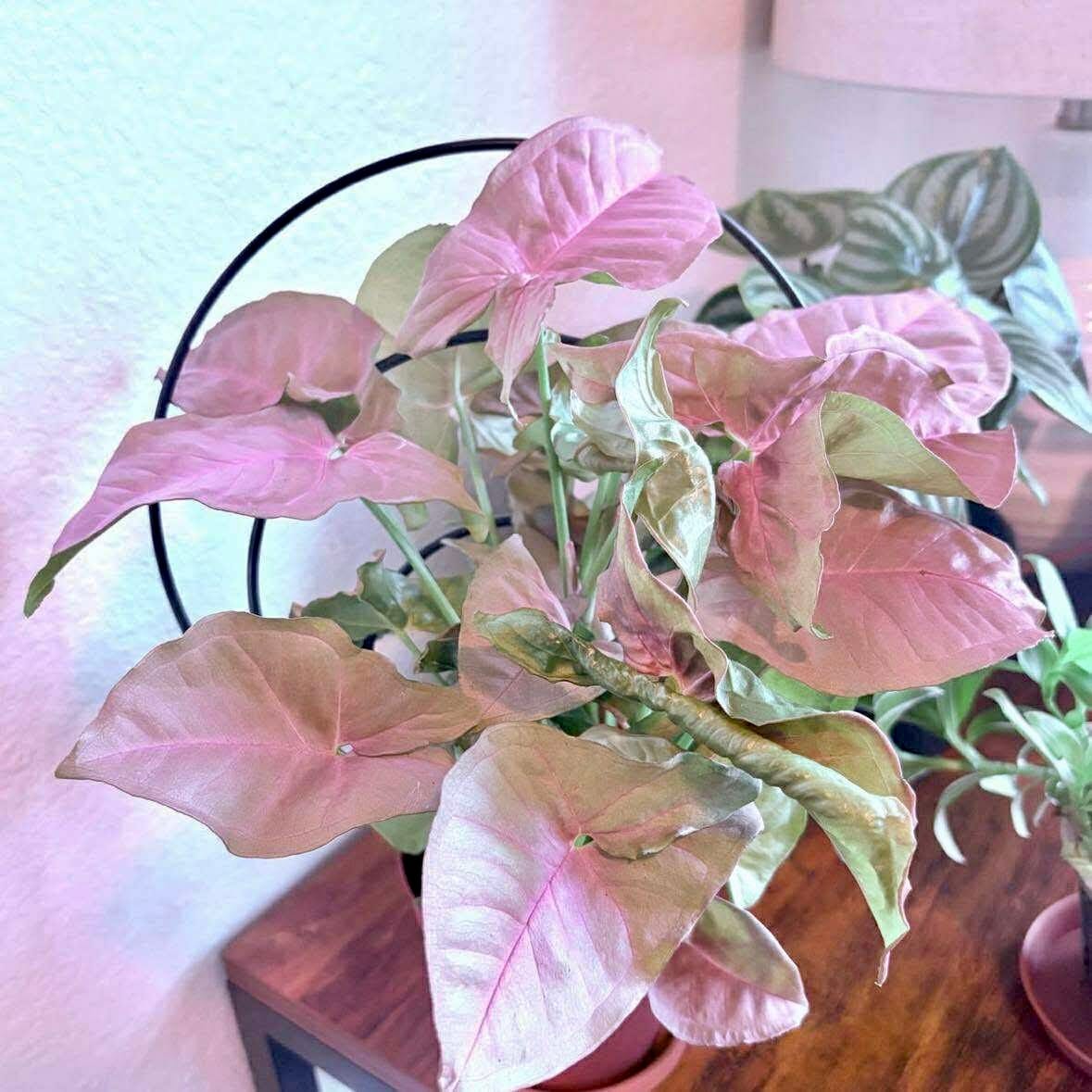 Customer photo review of Syngonium podophyllum 'Neon Robusta'