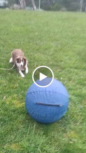 Customer video review of Herding Ball