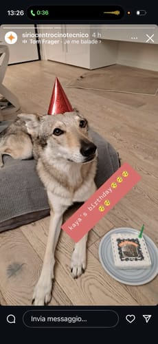 Customer photo review of Fotogenica 2 Torta Per Cani con Fotografia e Messaggio