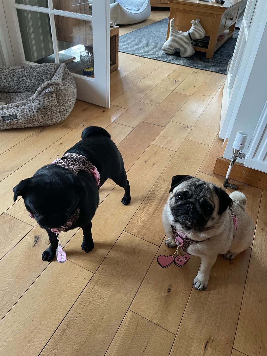 Customer photo review of Tough Trails™ Harness -  Leopard Print