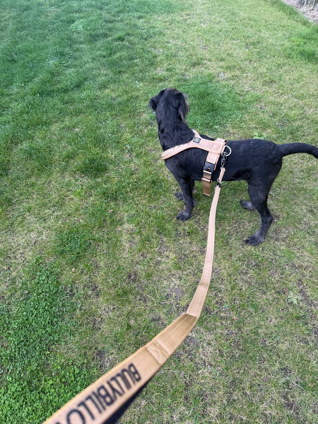Customer photo review of 1.4m Swivel Combat Lead | Anti-Tangle & Secure Clip - Tan