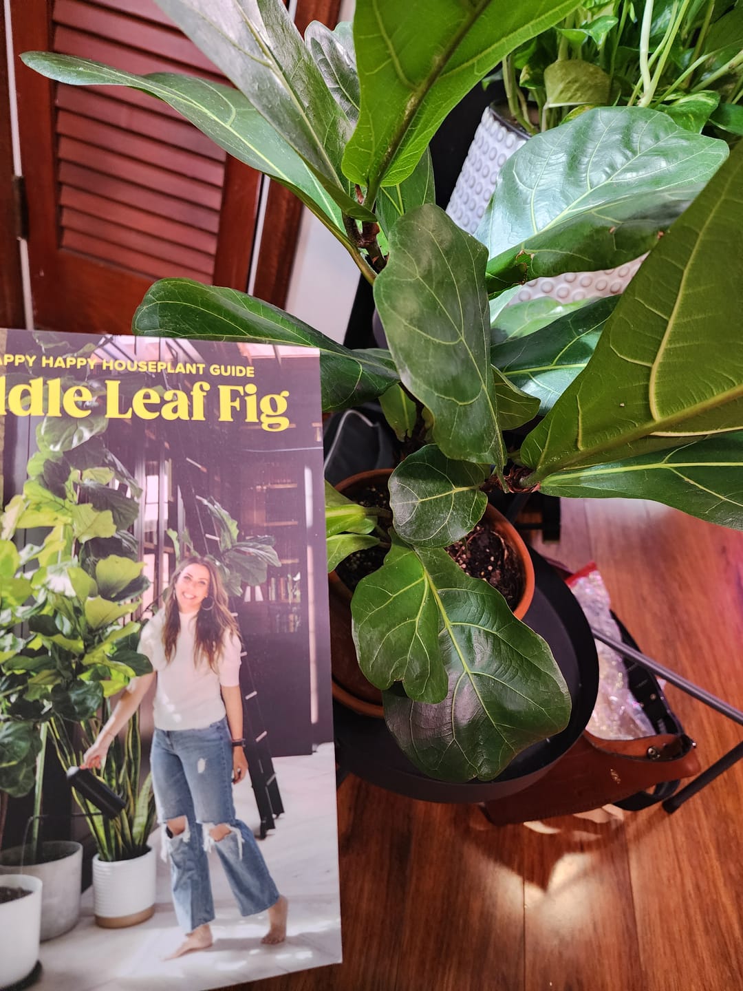 Customer photo review of Fiddle Leaf Fig Guide