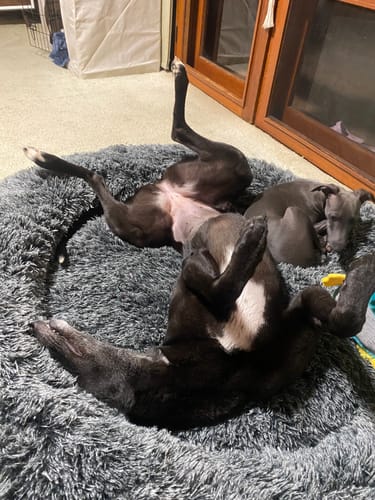 Customer photo review of Premium Calming Pet Bed with Removable Cover