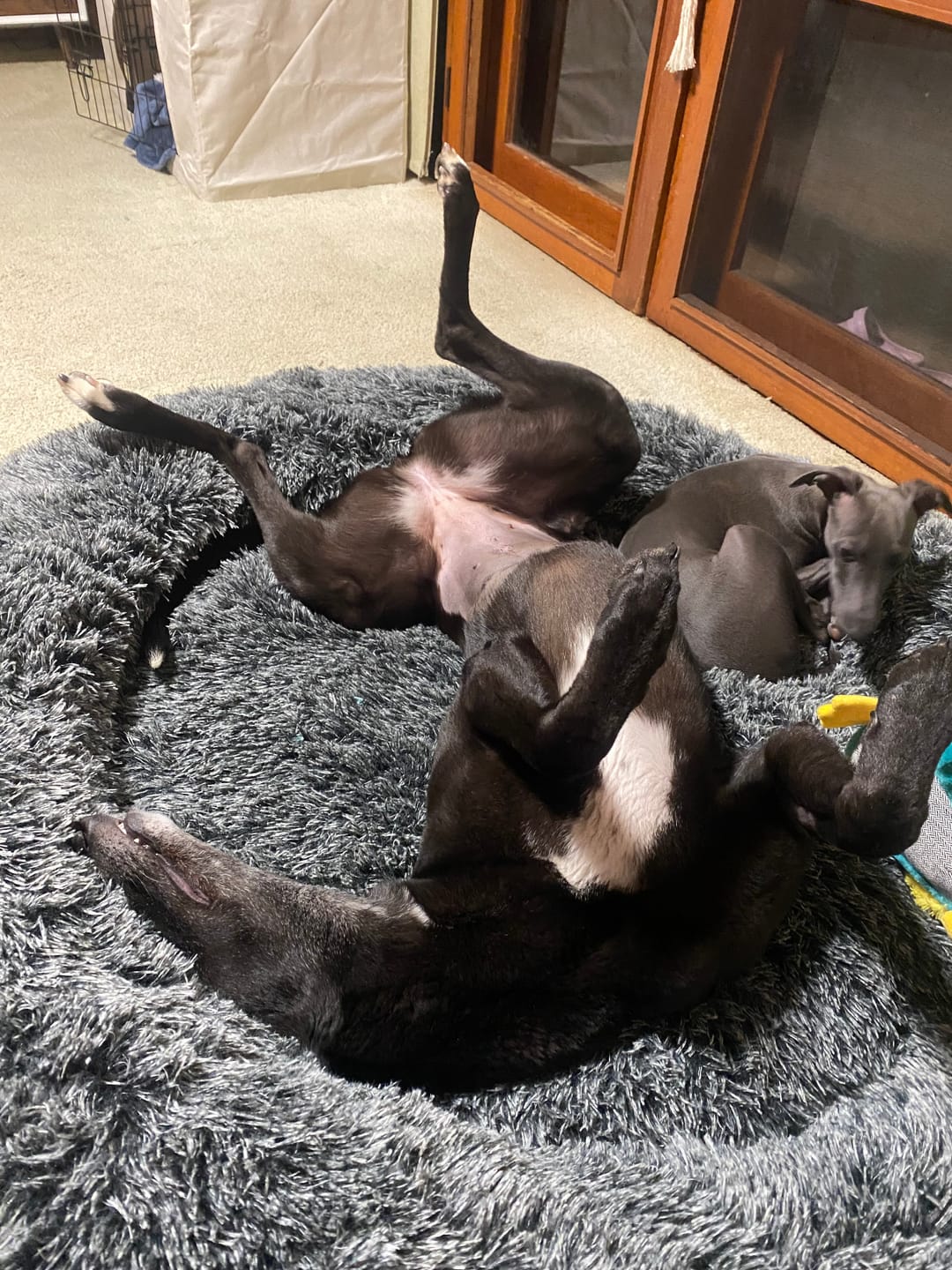 Customer photo review of Premium Calming Pet Bed with Removable Cover