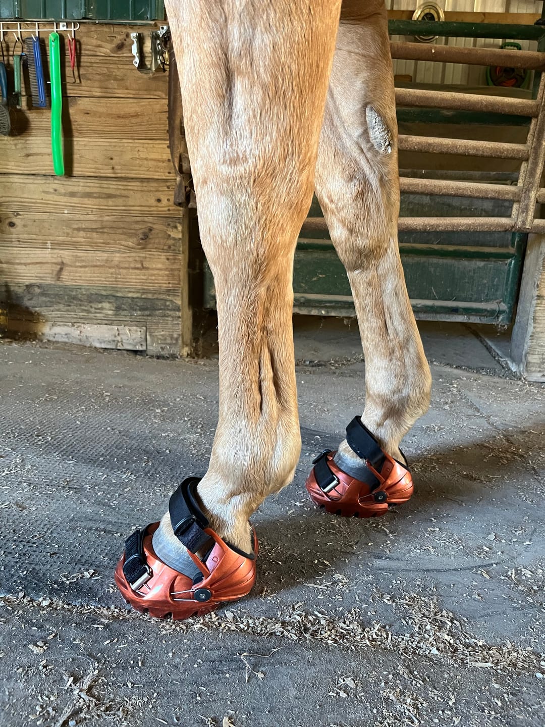 Customer photo review of Renegade® Viper Shield™ Hoof Boot Seconds - Arizona Copper