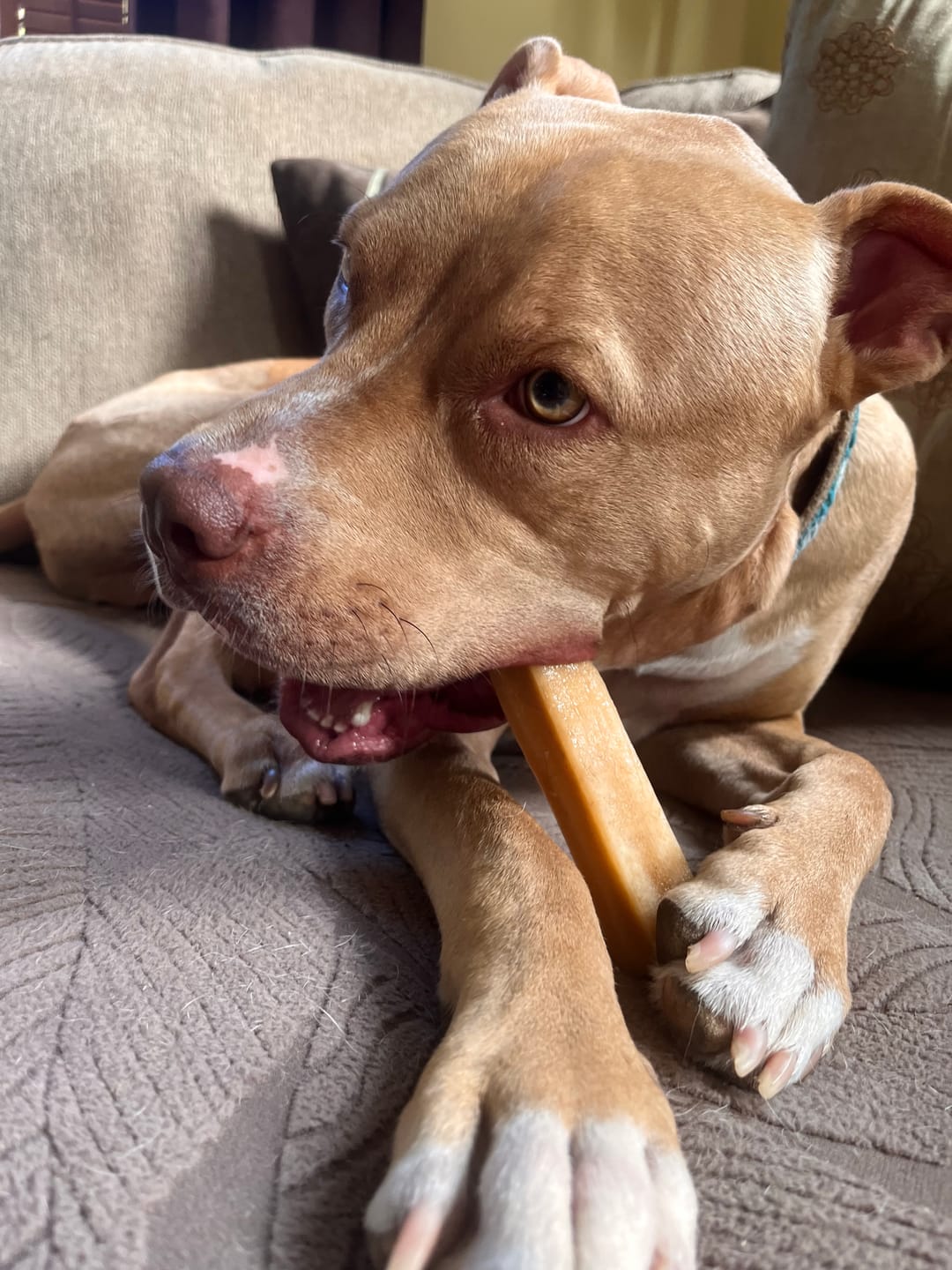 Customer photo review of Strawberry Himalayan Yak Chew (MEDIUM)