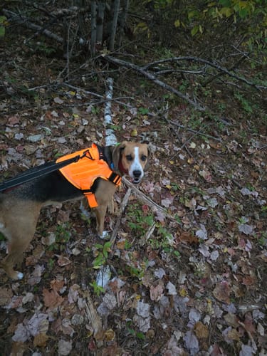 Customer photo review of NEW Upgraded Tactical No-Pull Team K9™ Dog Harness with 4 Quick-Release Metal Buckles, Reinforced Front & Back D-Rings, Hook & Loop Panels, Adjustable Straps, Reflective Strips, & Top Handle