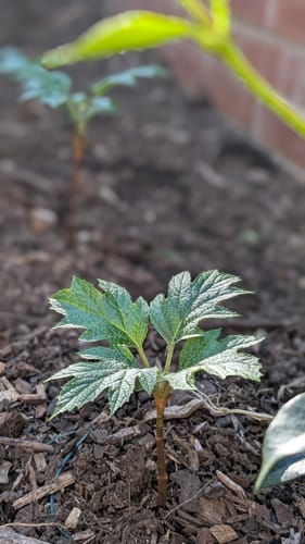 Customer photo review of Hydrangea quercifolia ‘Snow Queen’ – Oakleaf Hydrangea Shrub