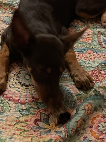 Customer photo review of Roo Tail Chunks