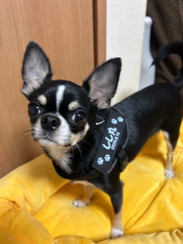 Customer photo review of FunFunPet 高機能ハーネス（お名前タグ作成サービス付き）