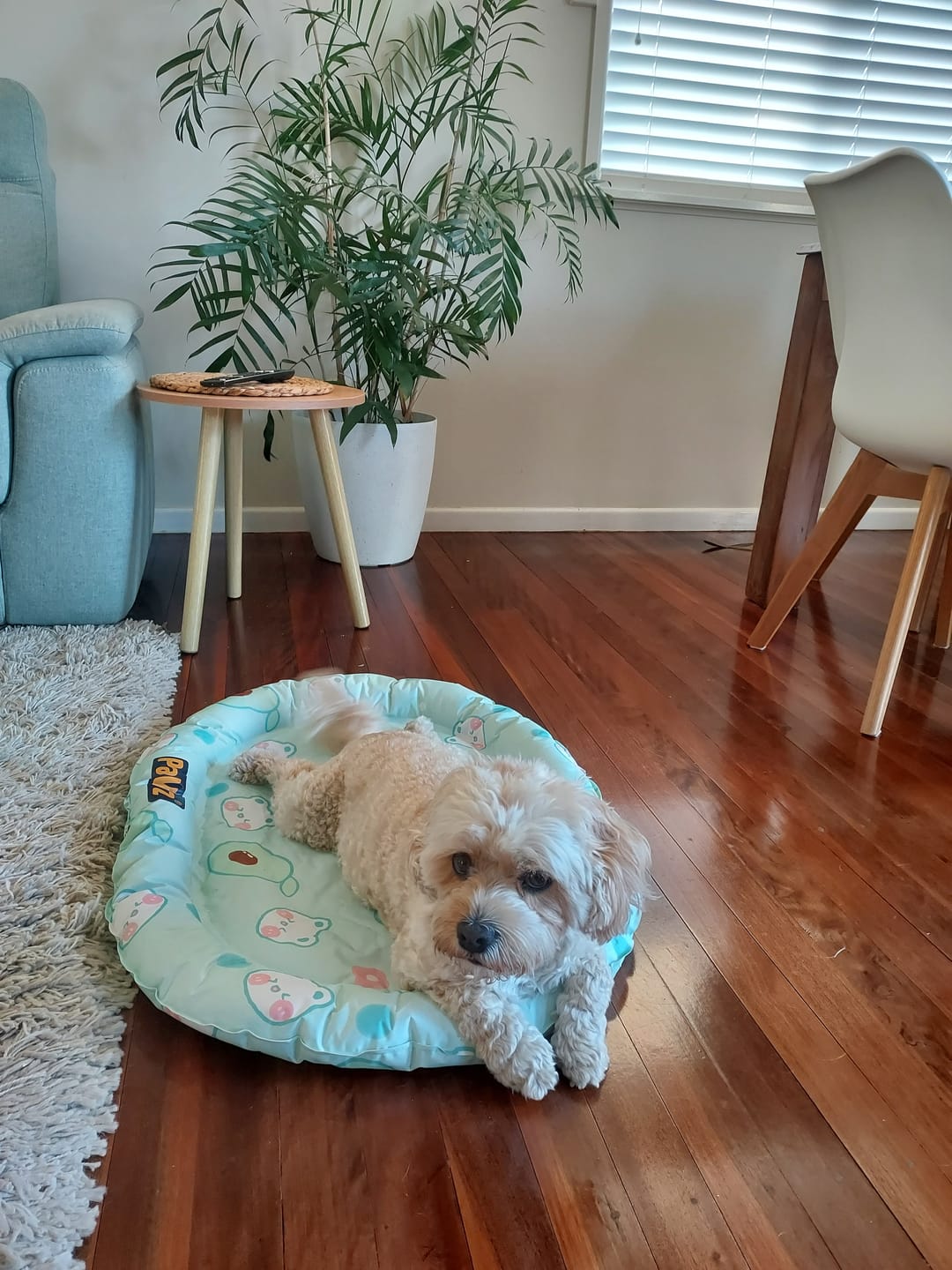 Customer photo review of Pet Cooling Mat Dog Cat Gel Non-Toxic Bed Pillow Self-cool Summer Ice Pad