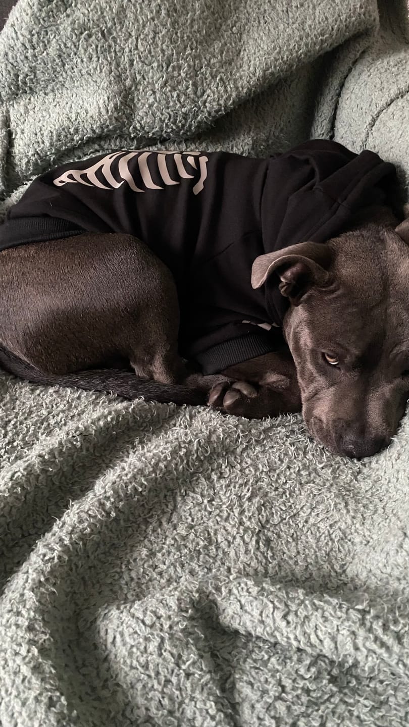 Customer photo review of Halloween Dog Hoodie - Reflective Skeleton