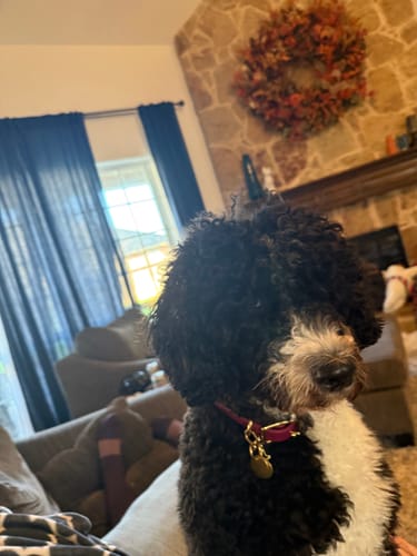 Customer photo review of Pinot - Classic Biothane Dog Collar