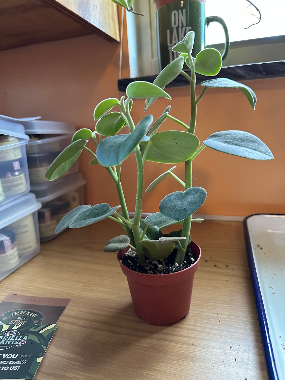 Customer photo review of Peperomia incana