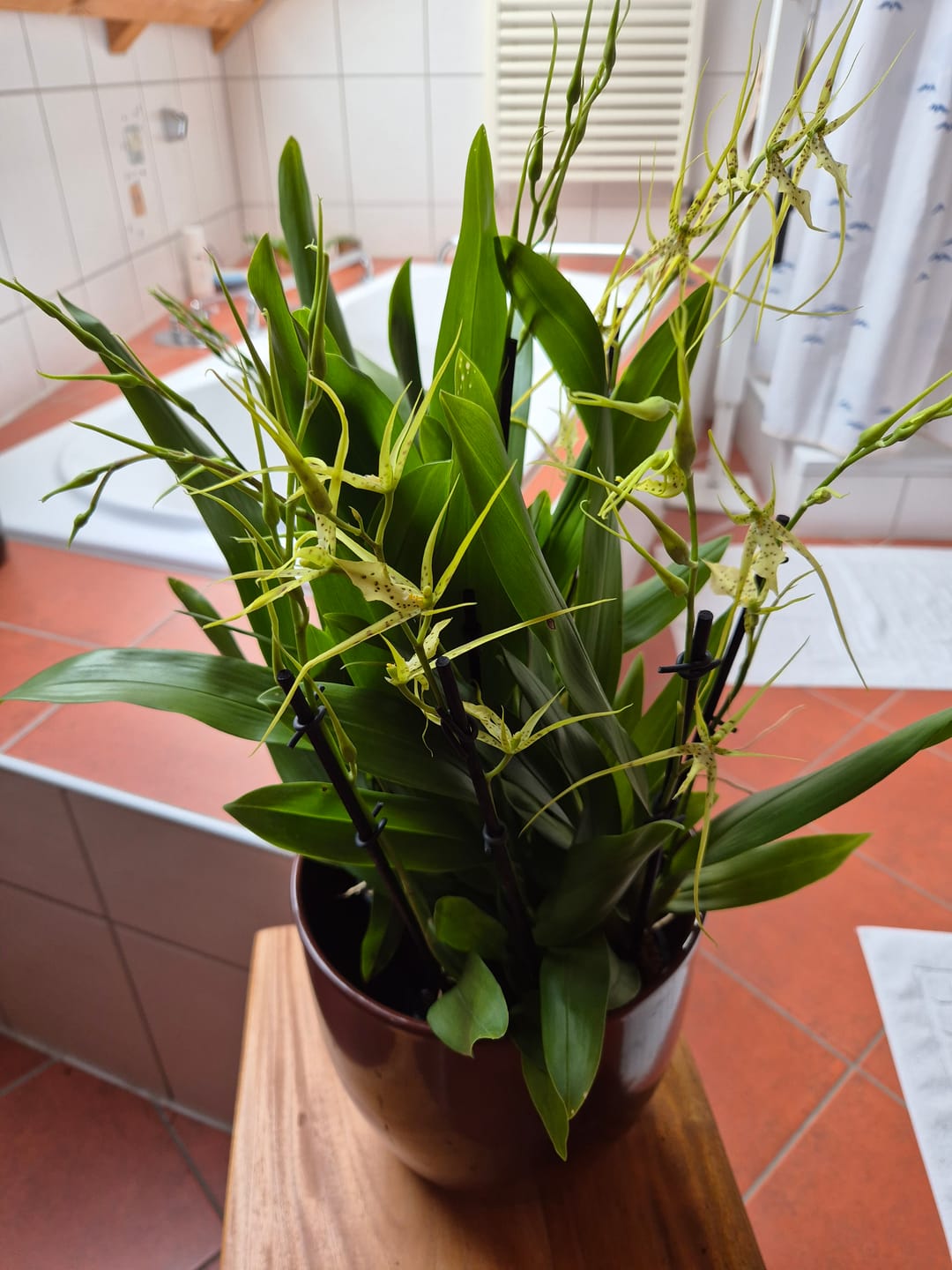 Customer photo review of Spinnenorchidee Brassia Fabian mit 4 Rispen