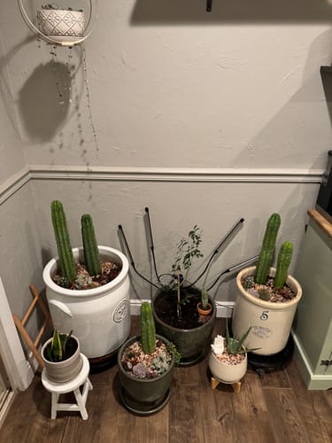 Customer photo review of San Pedro Cactus | Trichocereus (Echinopsis) Pachanoi