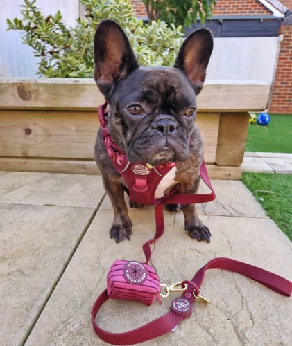 Customer photo review of Tough Trails™ Harness - Walkies Ready® Mulberry