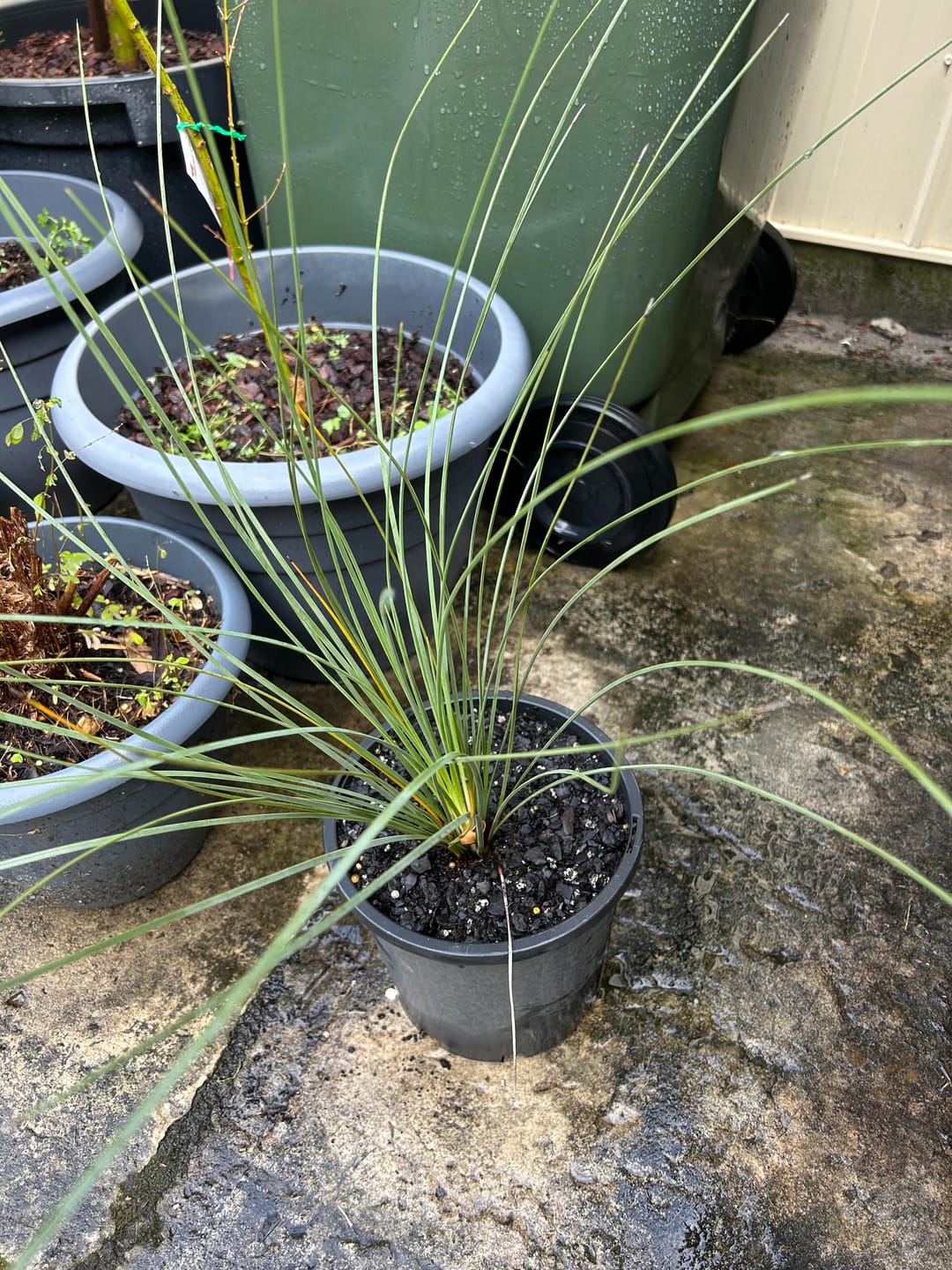 Customer photo review of Grass Tree - Xanthorrhoea glauca