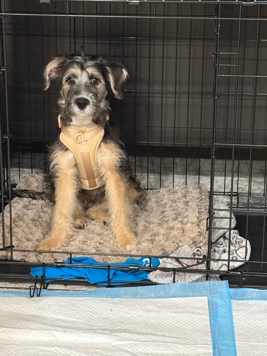 Customer photo review of Solace Adjustable Dog Harness