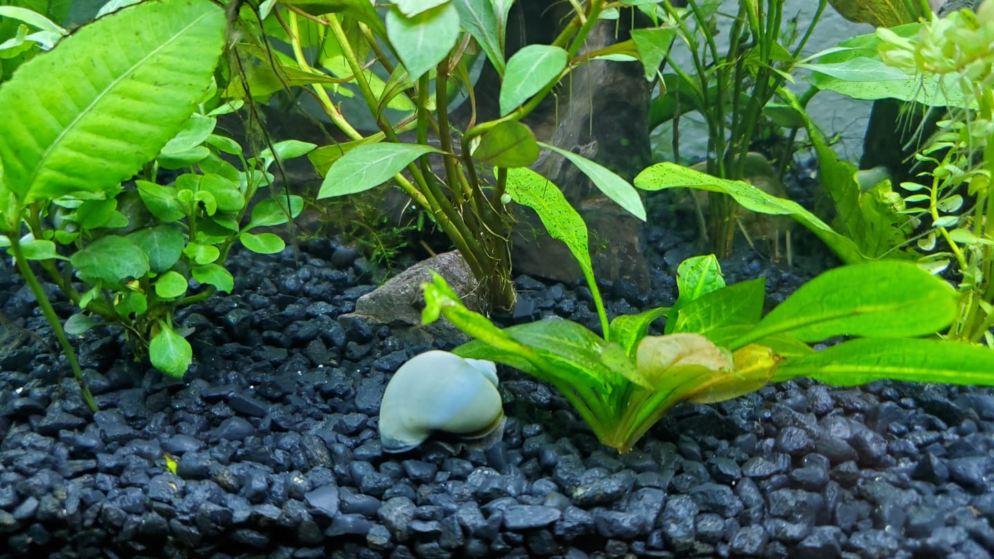 Customer photo review of Blue Mystery Snail
