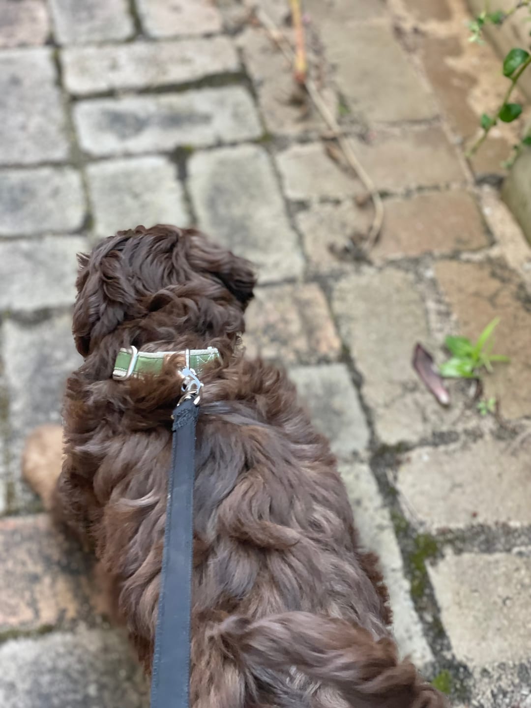 Customer photo review of Hemp & Organic Cotton Dog Collar ~ Olive