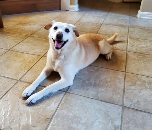 Customer photo review of DE-01 Dental Dogbiotic