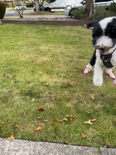 Customer photo review of WagWellies® by wagwear