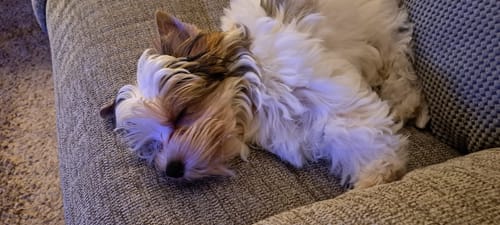 Customer photo review of Natures Menu Puppy Pouch 300g