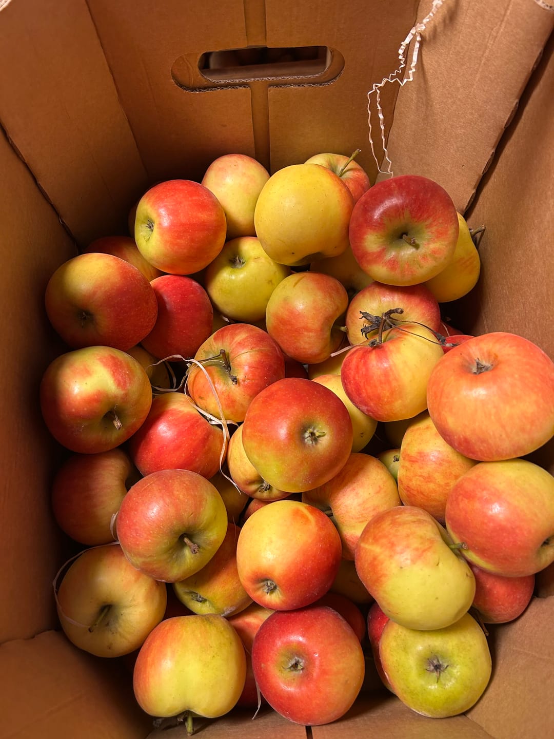 Customer photo review of Bio Apfel „Elstar“ vom Obstgut Erletz Bioland vom Bodensee