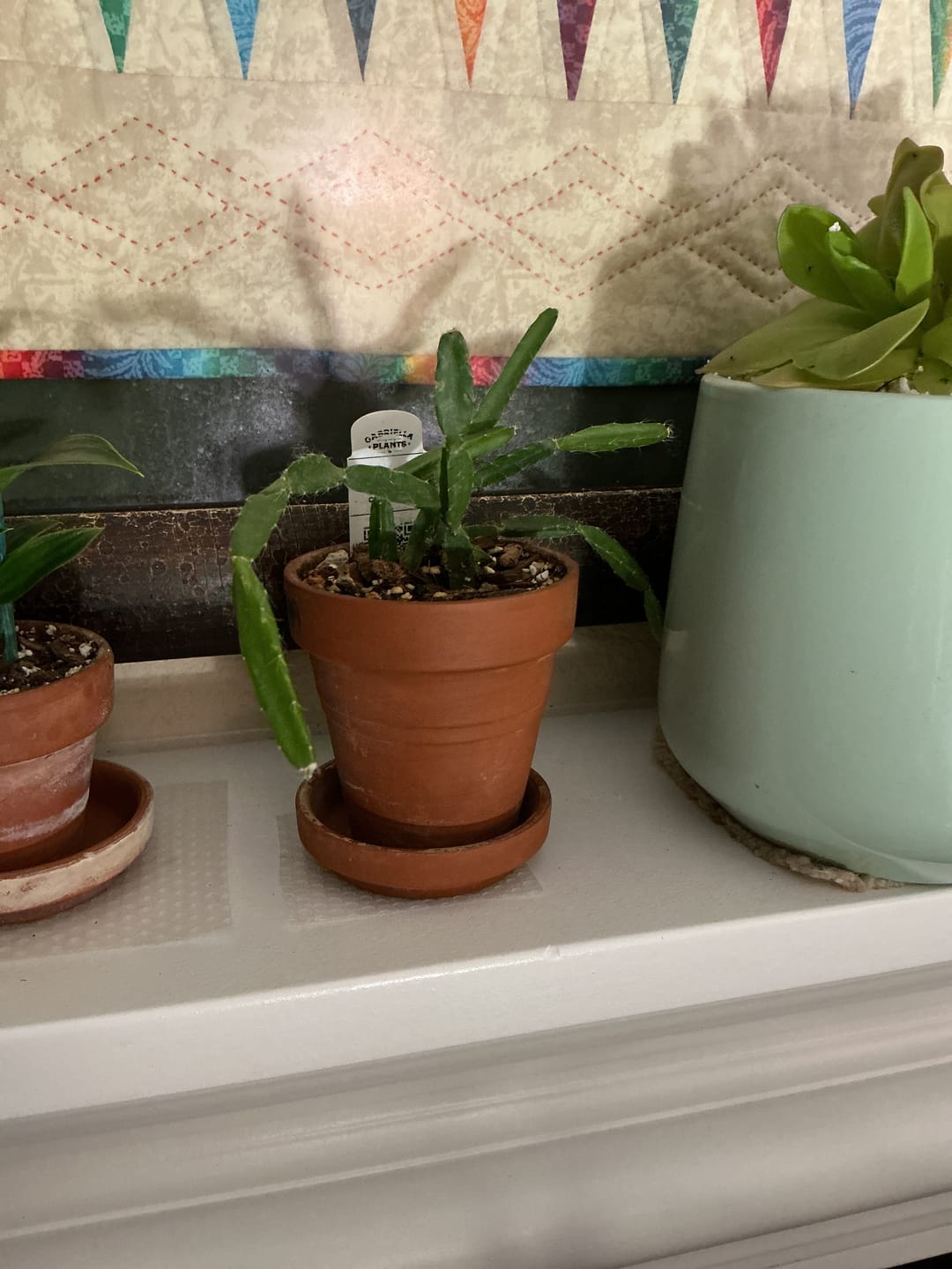 Customer photo review of Cactus Rhipsalis cereoides aff.