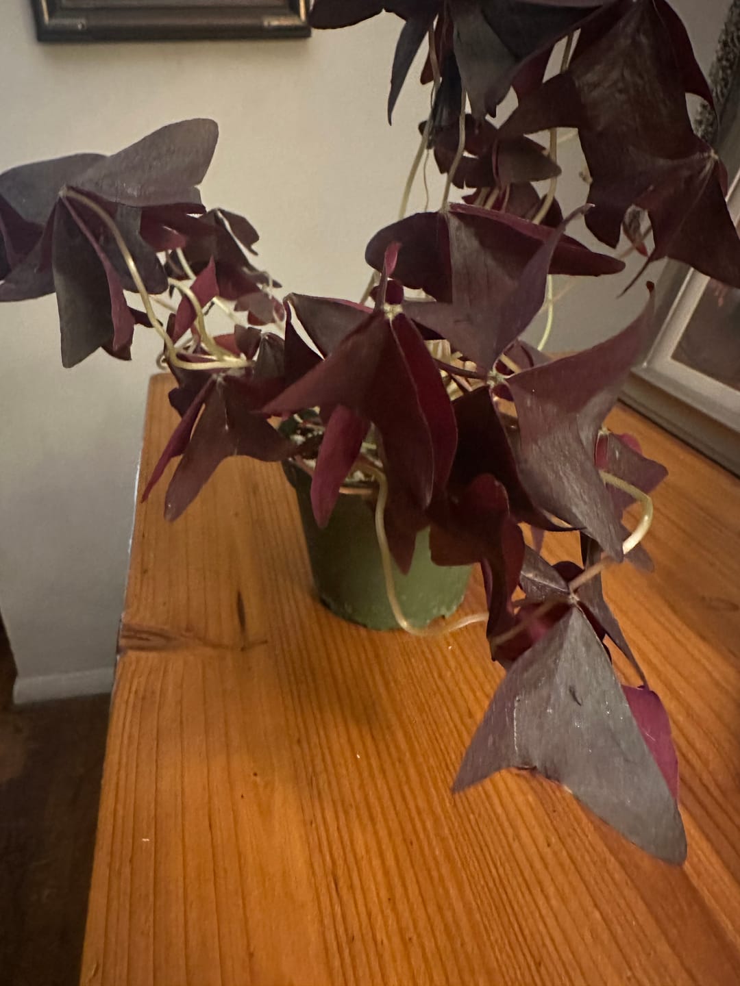 Customer photo review of Oxalis triangularis 'Ebony Allure'
