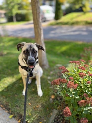 Customer photo review of TRUEGRIP Dog Leash - Black