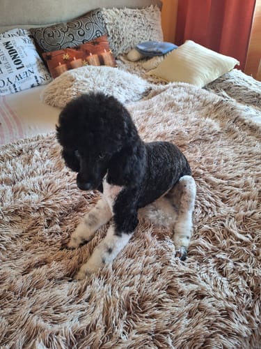 Customer photo review of PetDry Brush - 2 az 1-ben kisállat szárító és kefe