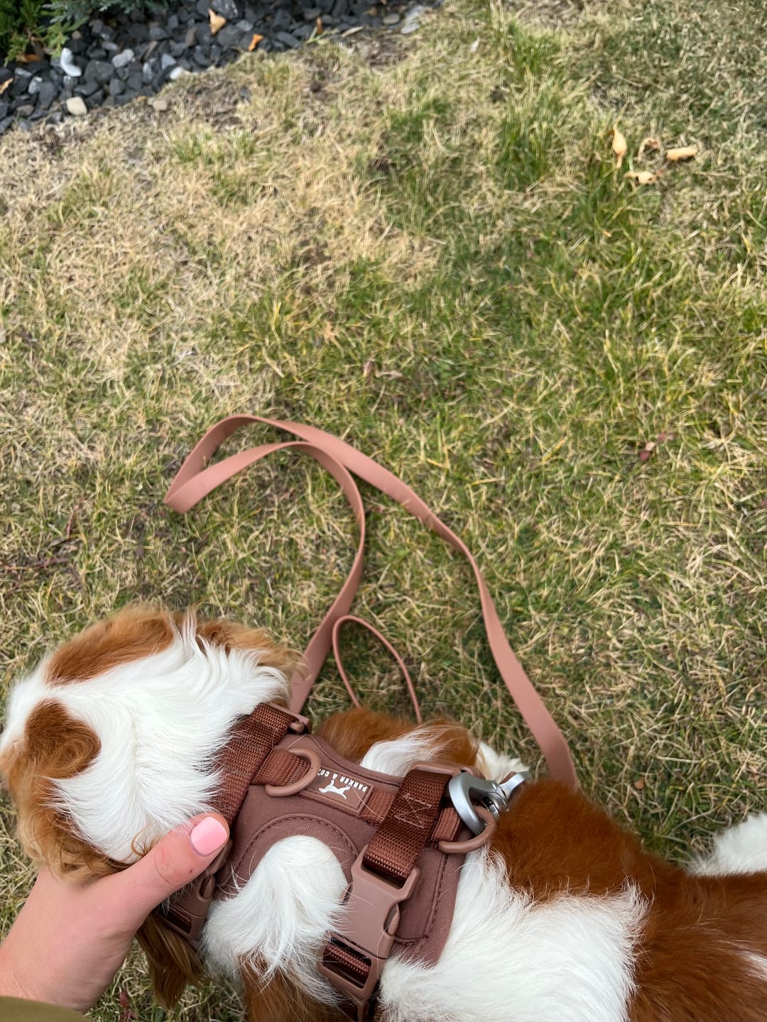 Customer photo review of Solace Waterproof Leash