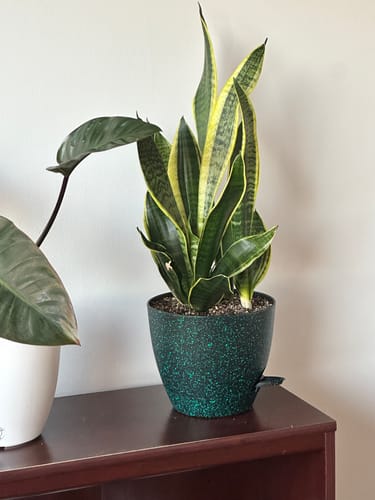 Cailin H. review of Plant Food image 1 out of 2